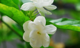 茉莉花的隐喻