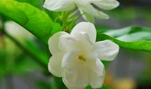 关于茉莉花的比喻句