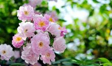 描写蔷薇花的拟人句