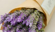 小草的芳香_600字