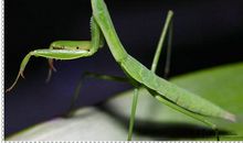 有关昆虫的作文：螳螂_550字