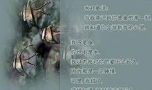 鱼和水的对话_600字