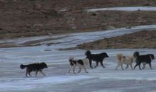 与恶狗大战_350字