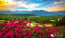 [春天来了]春日里的一丝柔情_250字