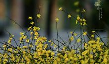 [春天来了]呐喊，仿徨——花落，又花开_450字