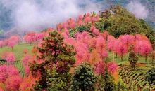 [春天来了]刹那间，若清风缭缭_700字