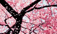 樱花如雨雨如烟_550字