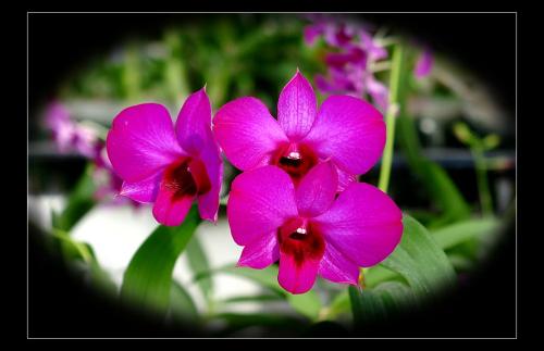 小花在温室里_550字