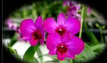 温室里的小花小马_550字