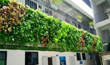 篱笆墙上的绿色植物很茂盛_1000字