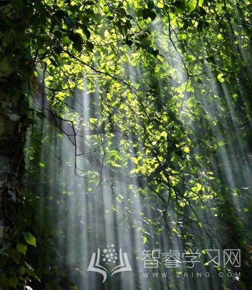 阅读“丑陋的鸭子”感觉_350字