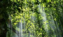 读《丑小鸭》有感_350字