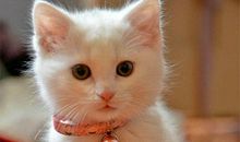 可爱的小猫_500字