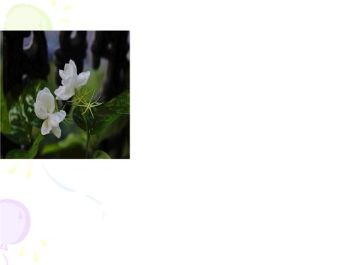 三年级组成：我喜欢茉莉花_500字