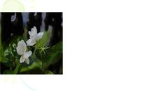 三年级状物作文：我爱茉莉花_500字