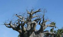 姥姥那棵“太阳树”_2000字