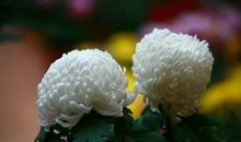 清明节的哀思_300字