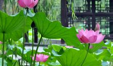 那年的荷花_1500字