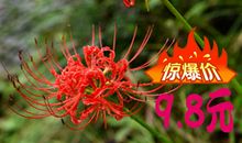 彼岸花 曼珠沙华_2000字