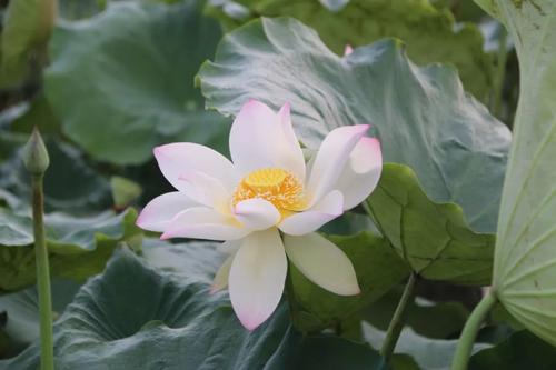 哦，美丽的莲花花瓶_1500字