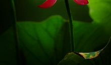 荷染八月_1500字