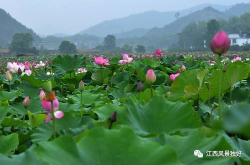 龙禄的家乡莲花_700字