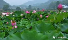 龙卢故里赏荷花_700字