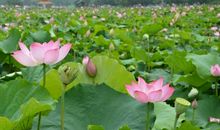 濮塘赏荷花_450字