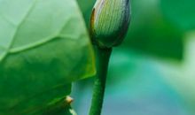 初夏六月雨_250字