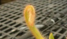 功名利禄不过是花编织的罗网_800字