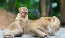 猴子和小猫_550字