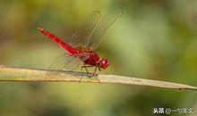 学会舍弃，独上高楼_900字