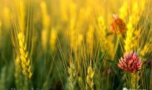 风吹麦浪_1200字