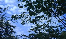 仰望智慧的天空_1200字