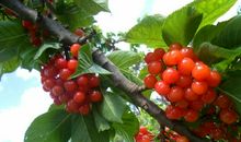 家乡的樱桃_250字