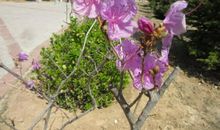 金沙植物园_900字