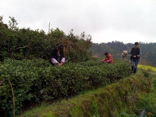 我走进小岳河，我被黄斑斑点所吸引着一些星星，走近，事实证明，春天的花朵悄然开了，墙壁的顶部平均，就像瀑布一样。 “像星星一样散落在草地上，也眨眼。”而这朵春天的花朵就像夜空的星星一样闪烁着，在地球上增加了鲜艳的色彩。慢慢地，慢慢地，我可以看到上帝，我想成为精灵，在这个花瓣之间跳舞，玩耍。微风吹过，鲜花的香气仍然在风中，我会让我找到我的想法。这时，一些小幼苗在侧面没有引人注目，这导致了我的注意力。这可能是春天花的原因。在我看来，这些幼苗与主导的棕色相同，没有生气。但是当我走进看看时，我没有留在这个棕色分支上，我已经采取了一个新的芽，与绿叶一起成长，给人们一个希望，这是春天的希望。借给身体，嗅着香气，仔细观察：它仍然是绿色的，时尚的轮廓，“弱点”。阳光照射，叶静脉清晰可见，距离远离距离，没有结束。外表似乎很弱，但内在的是生长成一棵大树积累力量。此时，呼吸春天，弹簧的力量。