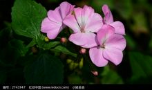 花草芬芳一家人_1200字