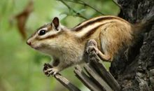 小松鼠的食物不见了_250字