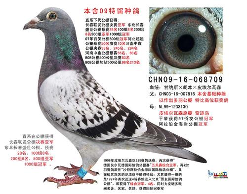 鸽子_700字