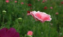 《学会自省》演讲稿_450字