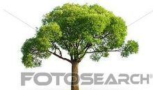 我爱你，柳树_900字