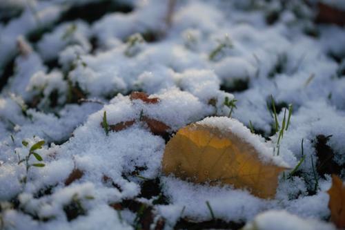 第一雪