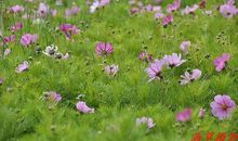 [超新星中学组]成长之花，静静绽放_800字