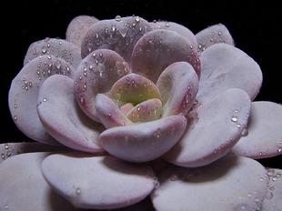 血色雪莲
