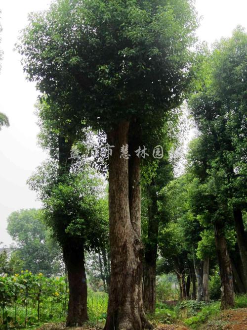 树后_1200字