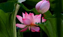 茅盾青少年文学院海选优秀作品：梦想的路 花团锦簇