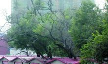 两棵榆树_1200字