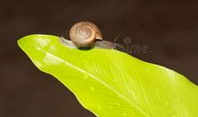 坚强的蜗牛强强_800字