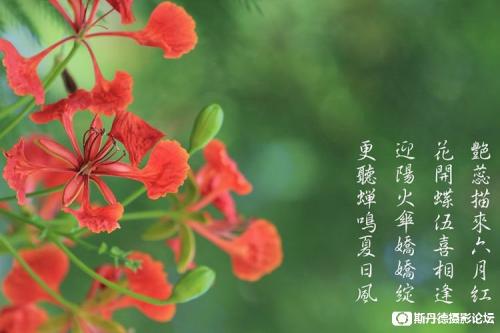 [六月文章]凤凰花外窗外_500字